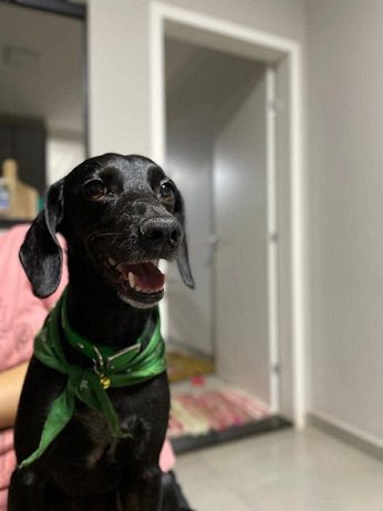 Alegria e Alívio: Cachorrinha Mel é encontrada 22 dias após acidente que matou seu tutor