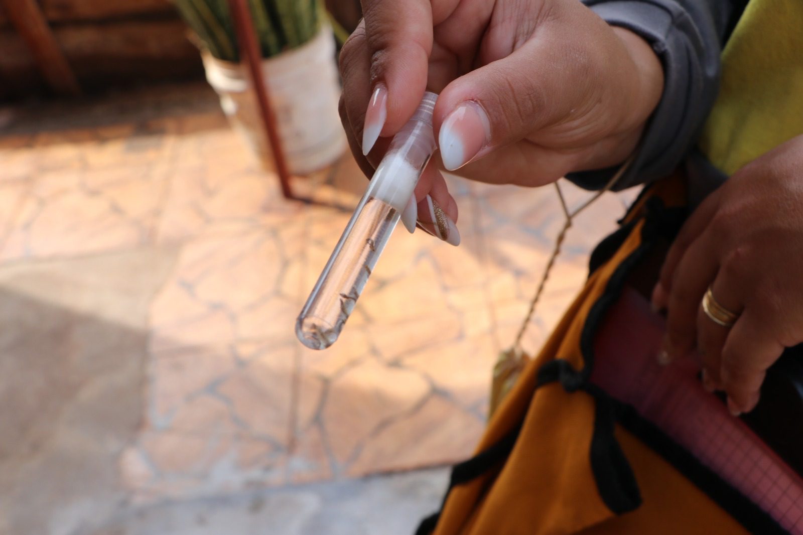 Inovação no combate à dengue: borrifação residual intradomiciliar começa a ser aplicada em Campo Mourão