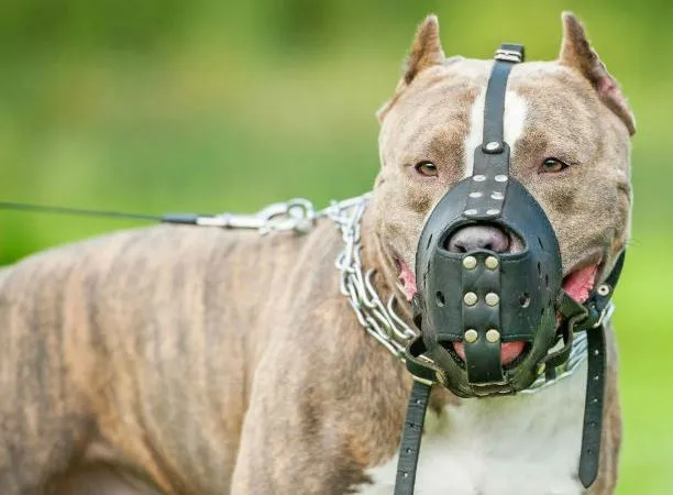 Projeto de Lei propõe uso de focinheira e guia curta em cães de raças durante passeio em parques