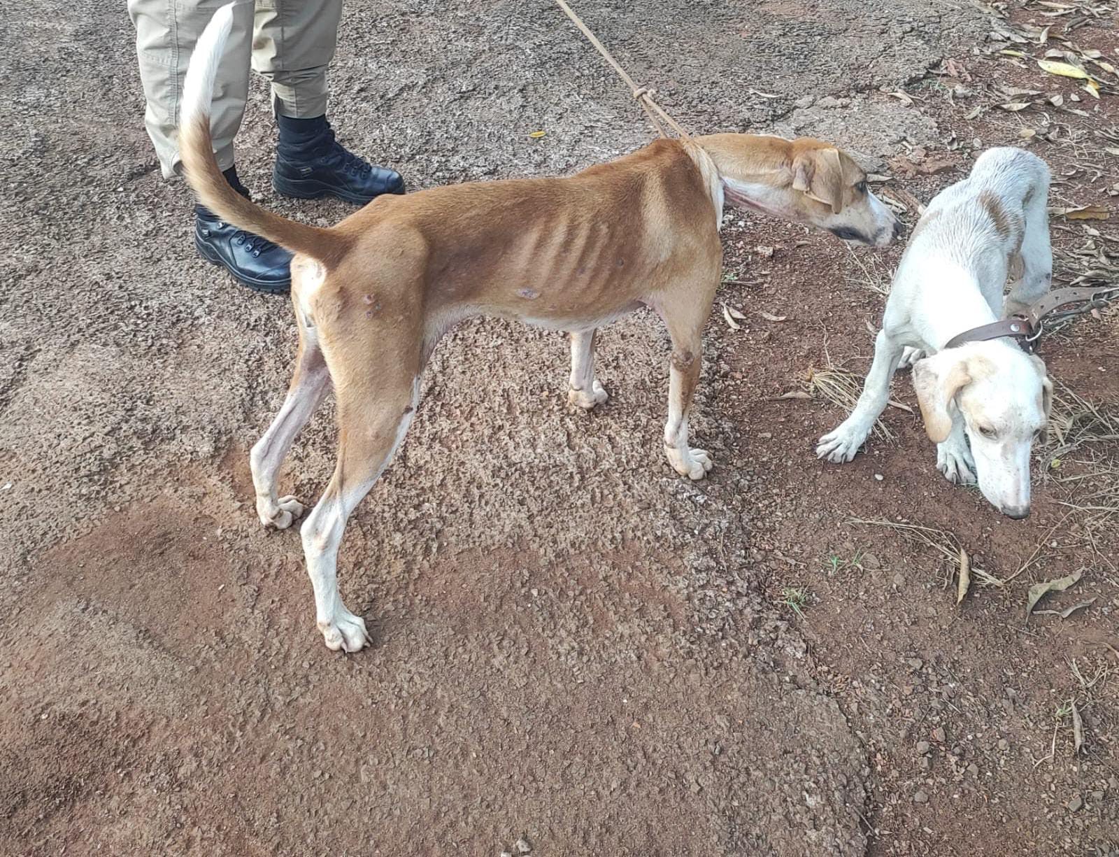 Maus-Tratos Contra Animais: Polícia Militar Age em Barbosa Ferraz