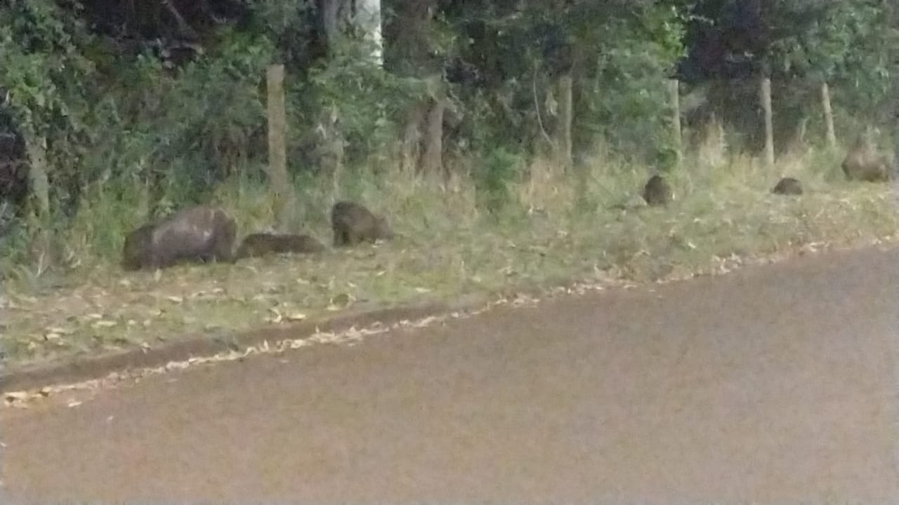 Alerta de Segurança: Capivaras Migrando para Jardim Araucária
