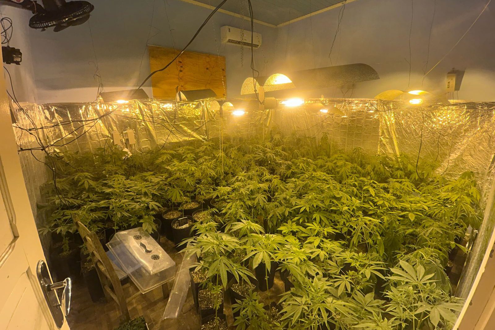 Floresta de Maconha? Polícia Militar localiza estufa com 415 pés de maconha