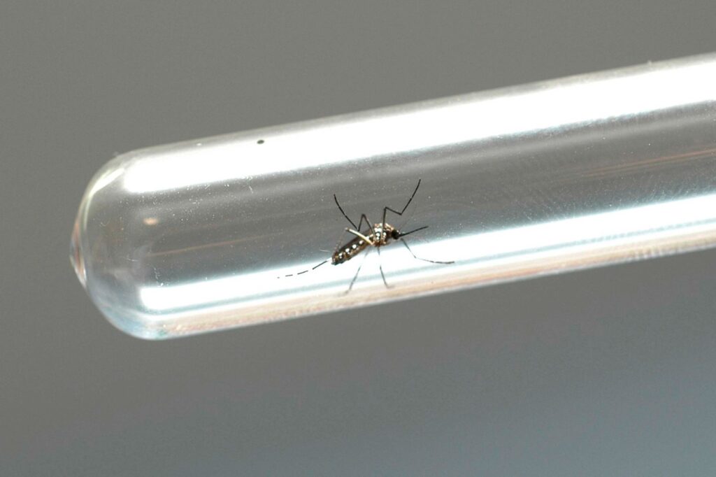 campo mourao tem infestacao de dengue