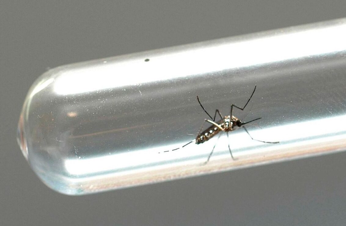 Comitê gestor propõe ações descentralizadas para marcar Dia Nacional de Combate a Dengue