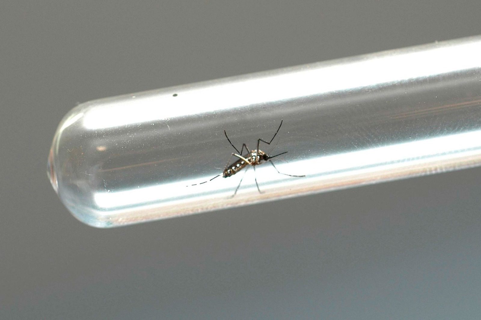 Secretaria de Saúde divulga índice de infestação do Aedes aegypti em Campo Mourão