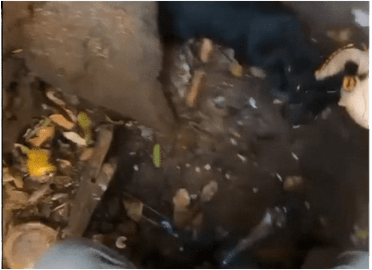 Filhote é resgatado de bueiro pelo Corpo de Bombeiros de Goioerê