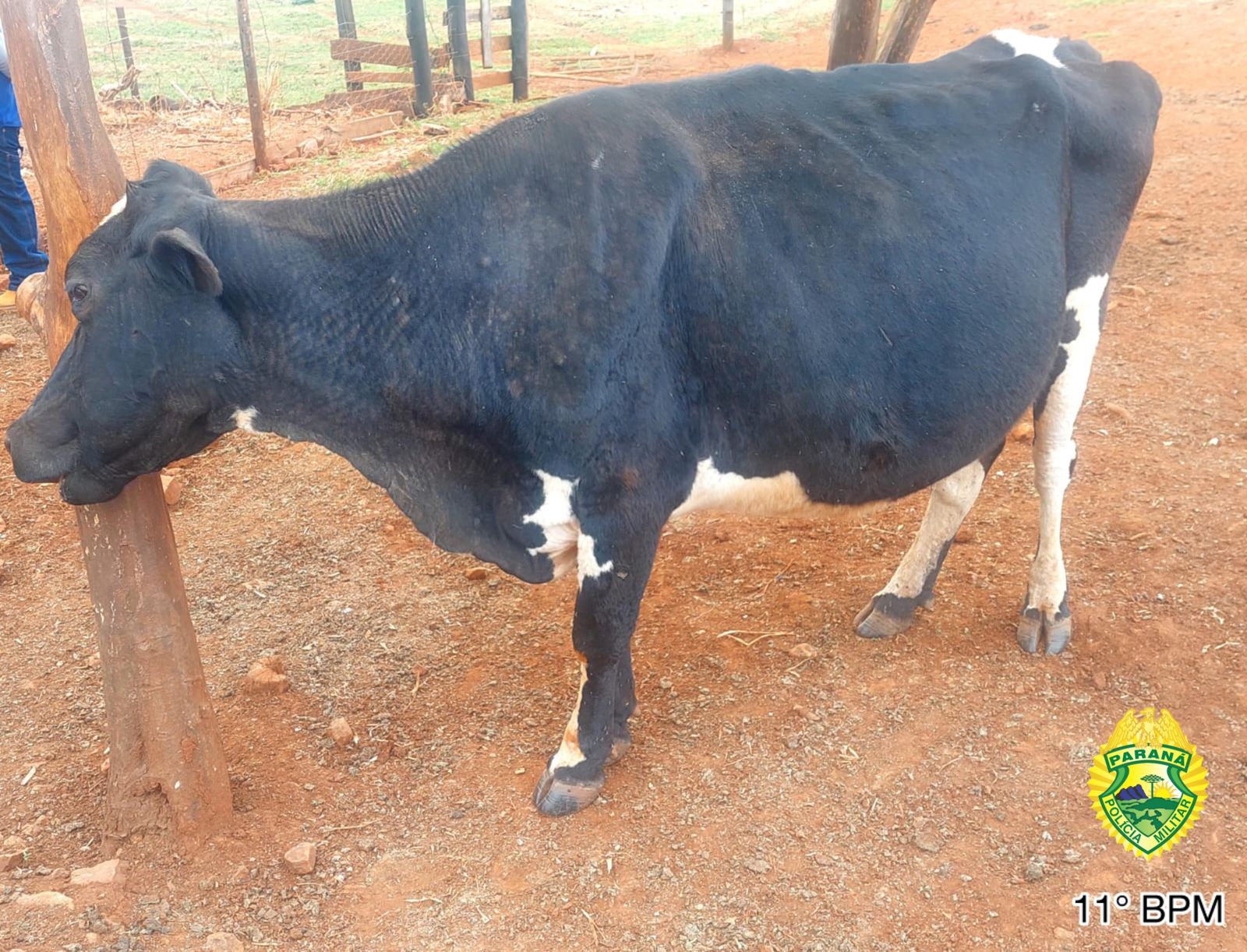 PM recupera animal furtado durante Operação Segurança Rural