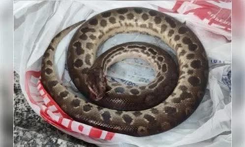 SUCURI MORRE APÓS LEVAR MORDIDA DE HOMEM