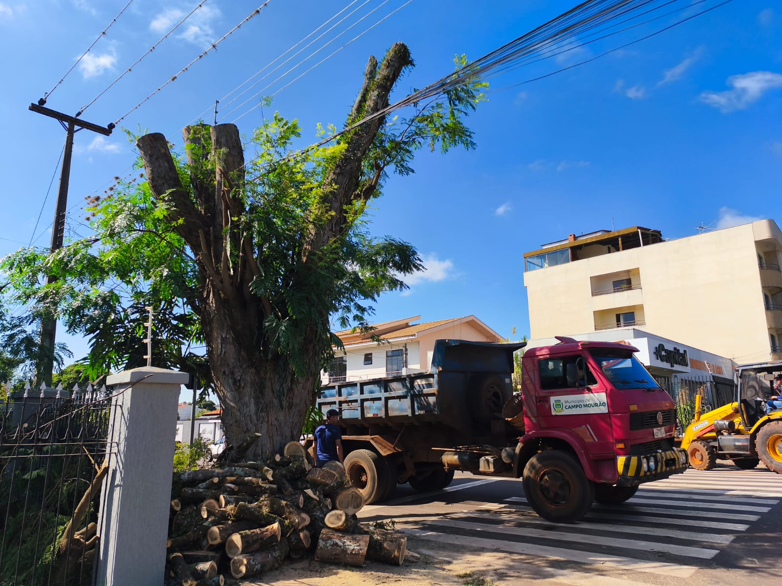Poda e corte de árvores são intensificados para atender demanda e a legislação ambiental