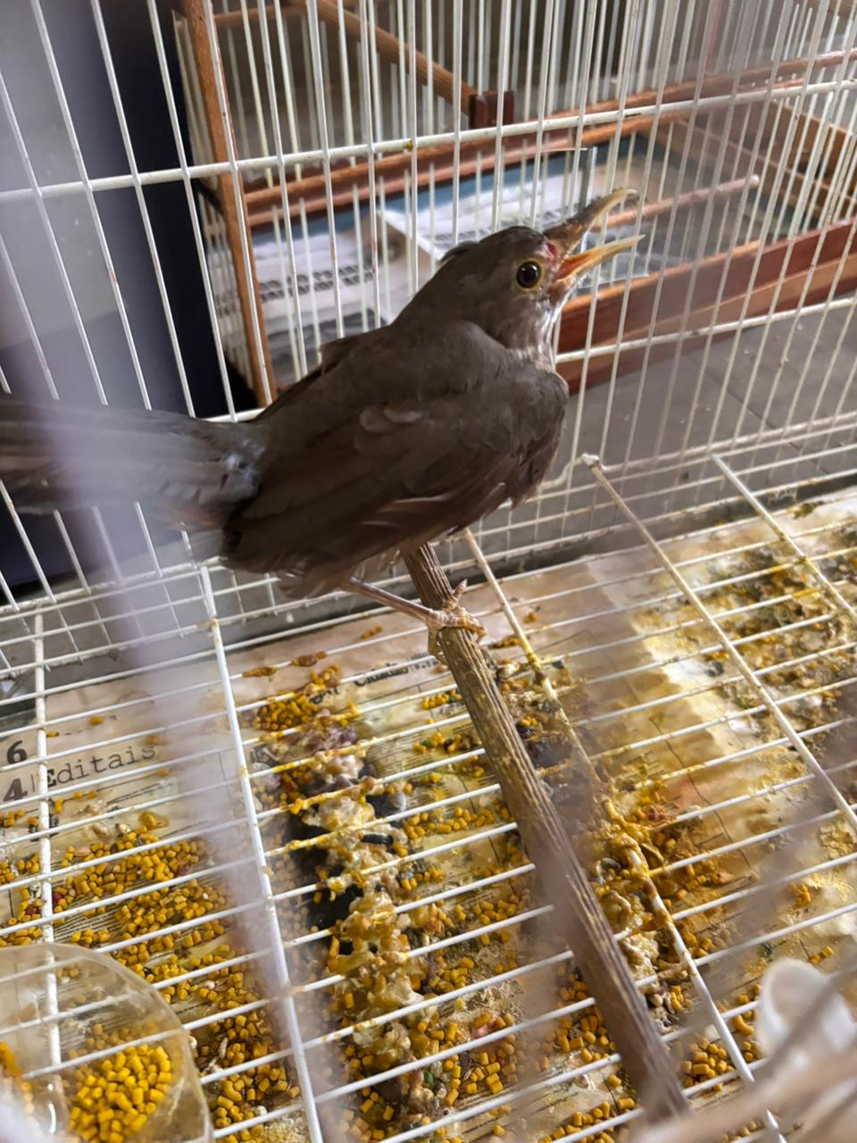 16ª Subdivisão Policial de Campo Mourão e ONG APAES realizam operação conjunta após denúncias ao Disque 181