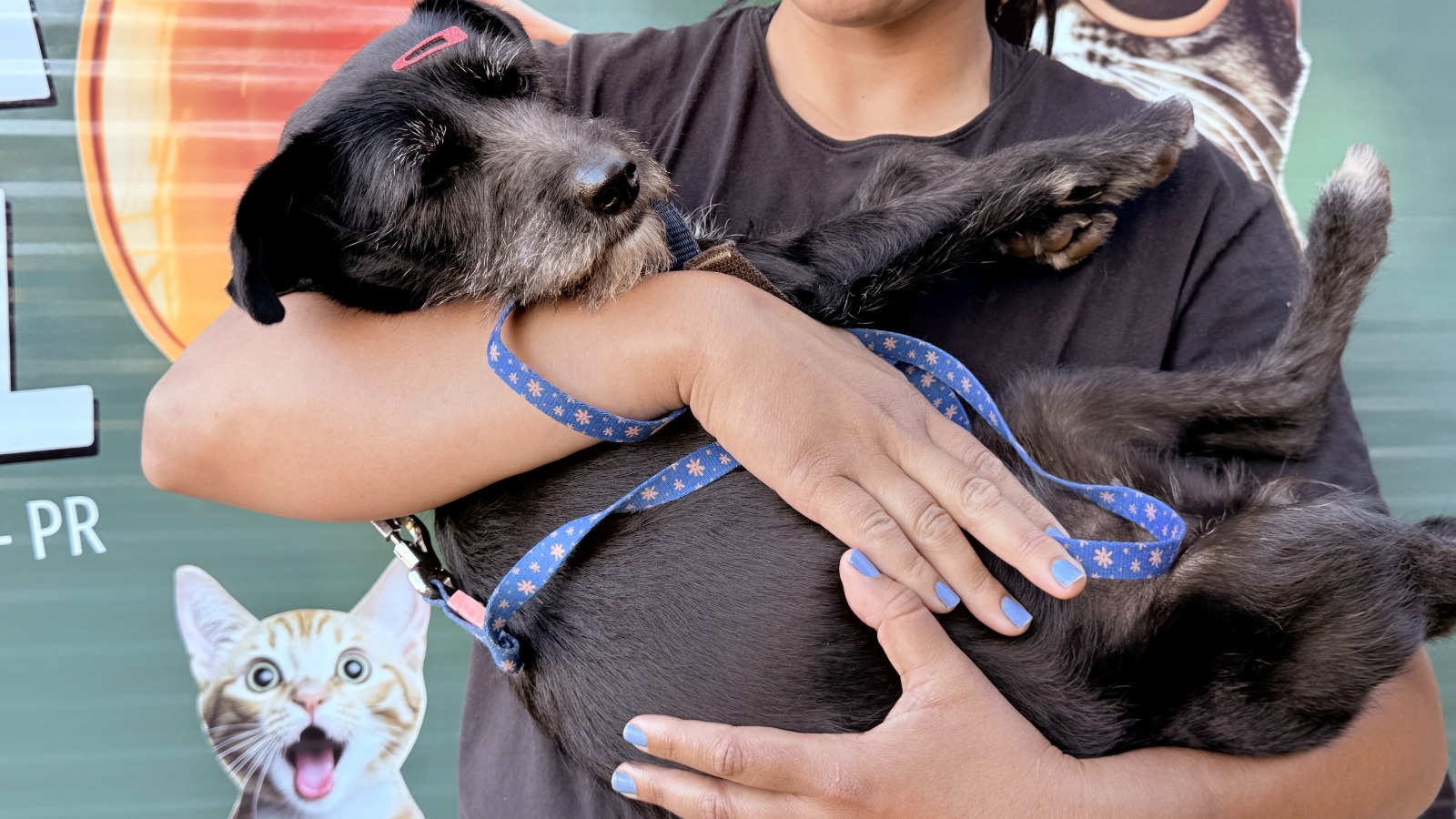 Castramóvel realiza mais de 1.280 procedimentos em 2025 e amplia projeção de atendimentos para 2026 em Campo Mourão