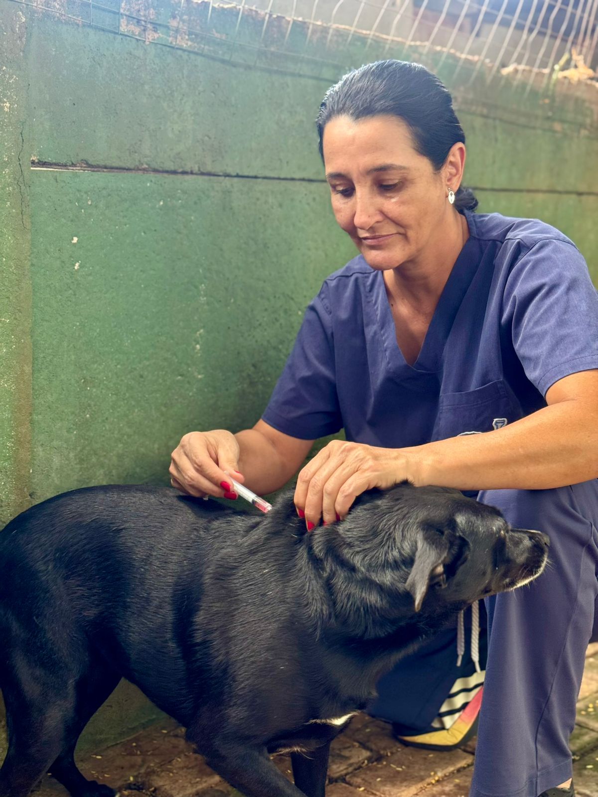 Vacinação regular garante saúde dos animais do Centro Transitório
