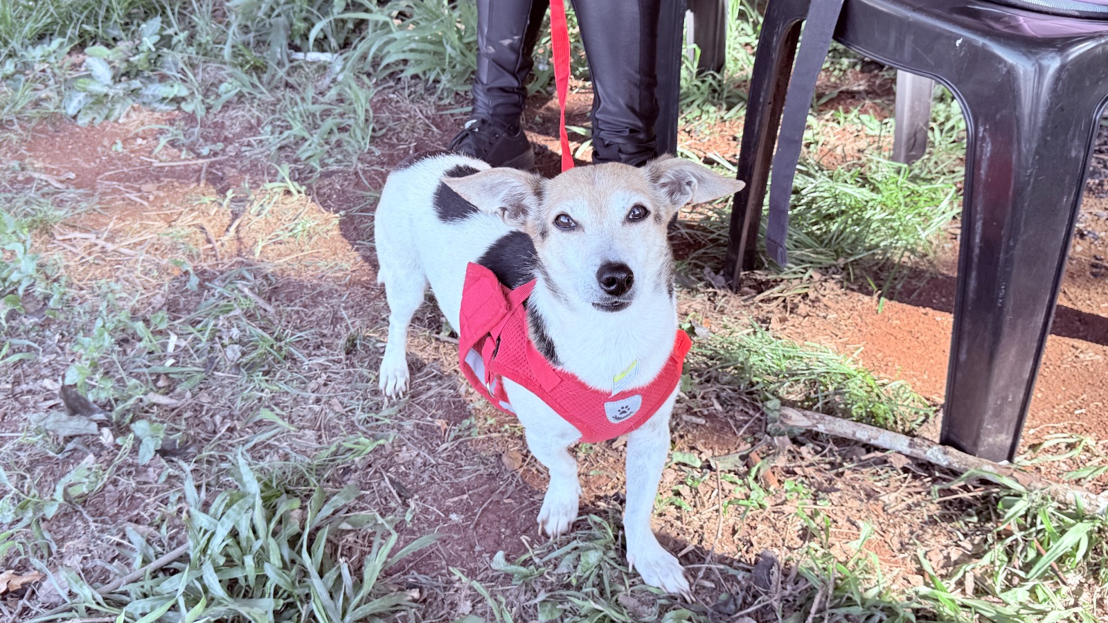 Campo Mourão terá inscrições para o programa Castrapet