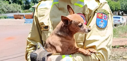 Bombeiros resgatam cão preso em bueiro no Jardim Aeroporto
