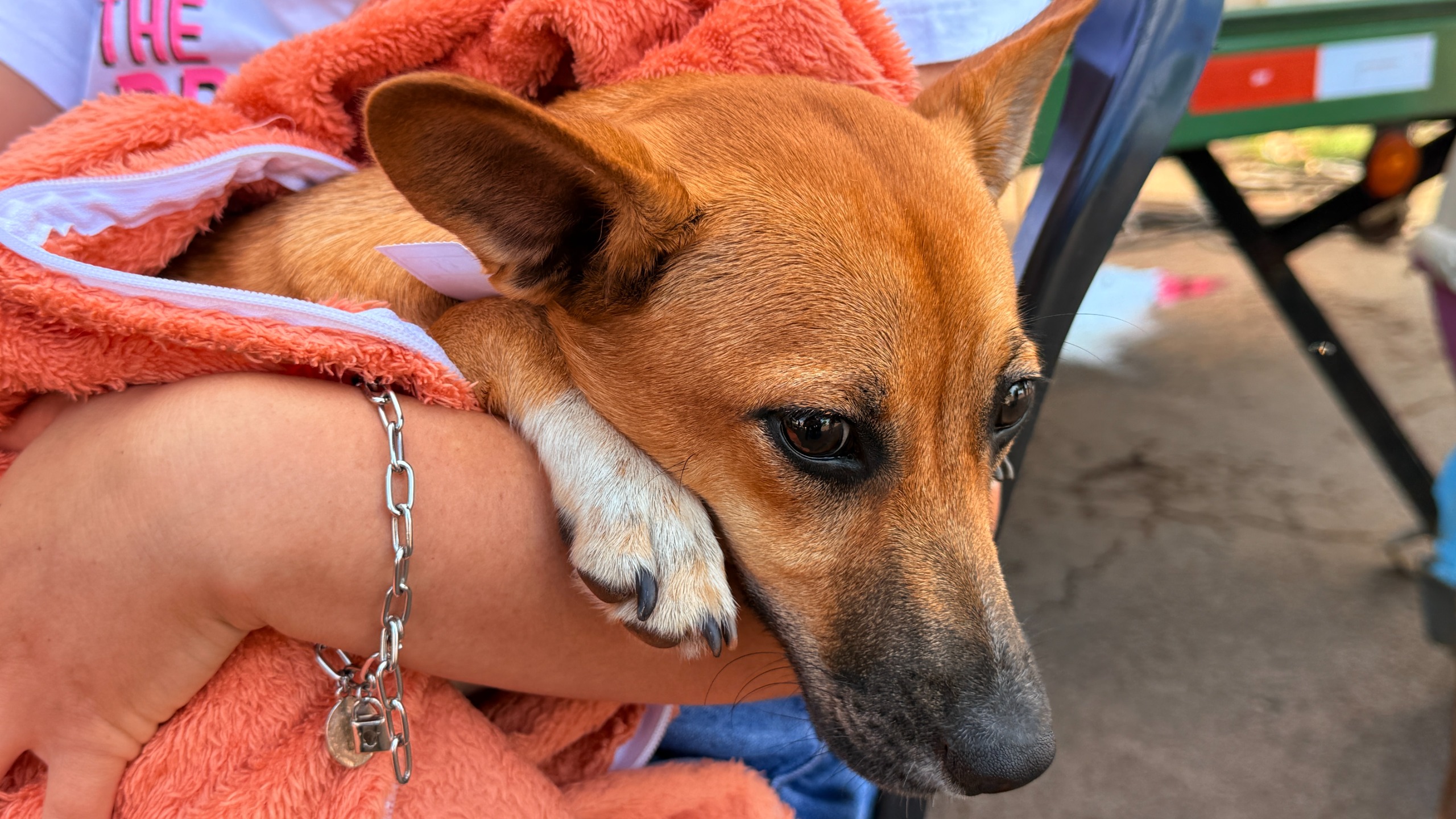 Últimos dias para inscrição no programa Castra + Paraná 2 em Campo Mourão