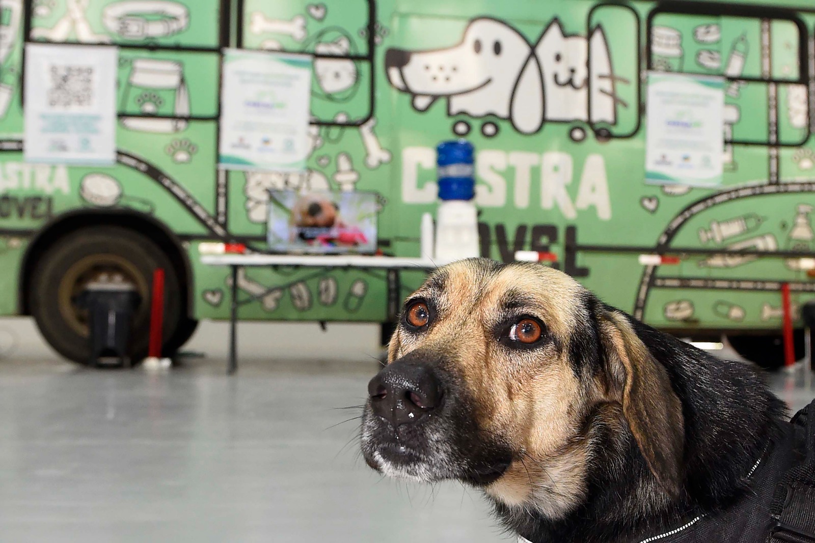 Programa Castra Mais Paraná abre inscrições para castração gratuita de cães e gatos em Campo Mourão