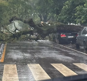 Queda de árvore atinge dois veículos no centro de Campo Mourão