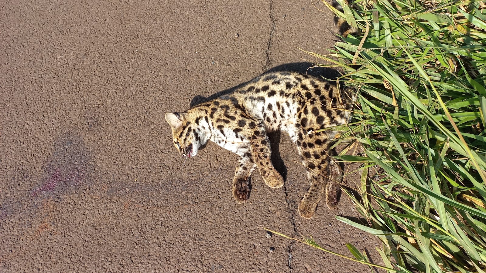 Jaguatirica é encontrada morta perto do Pesqueiro do Beline