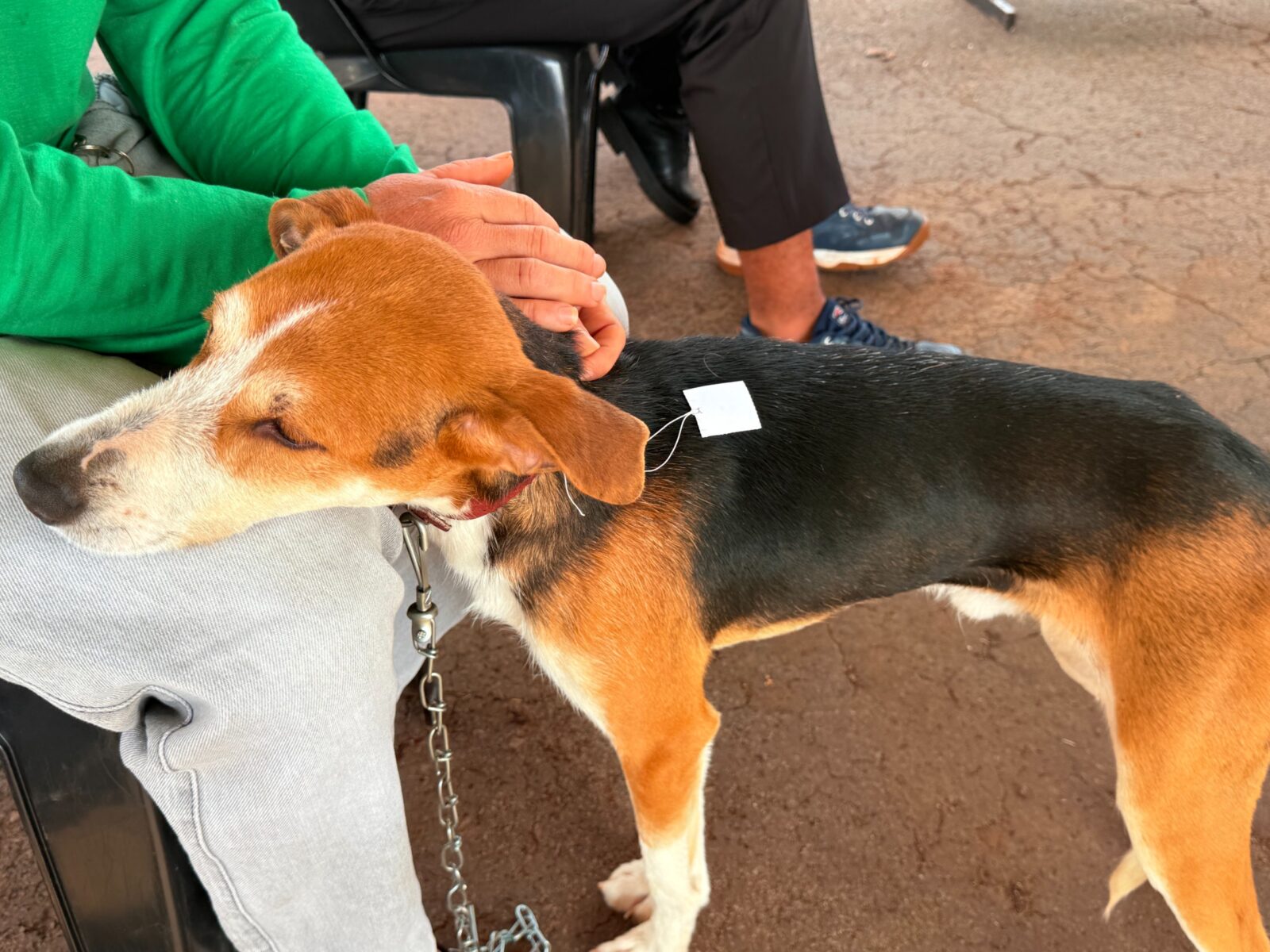 Castramóvel realiza inscrições para castração gratuita de cães e gatos neste sábado (29) em Campo Mourão