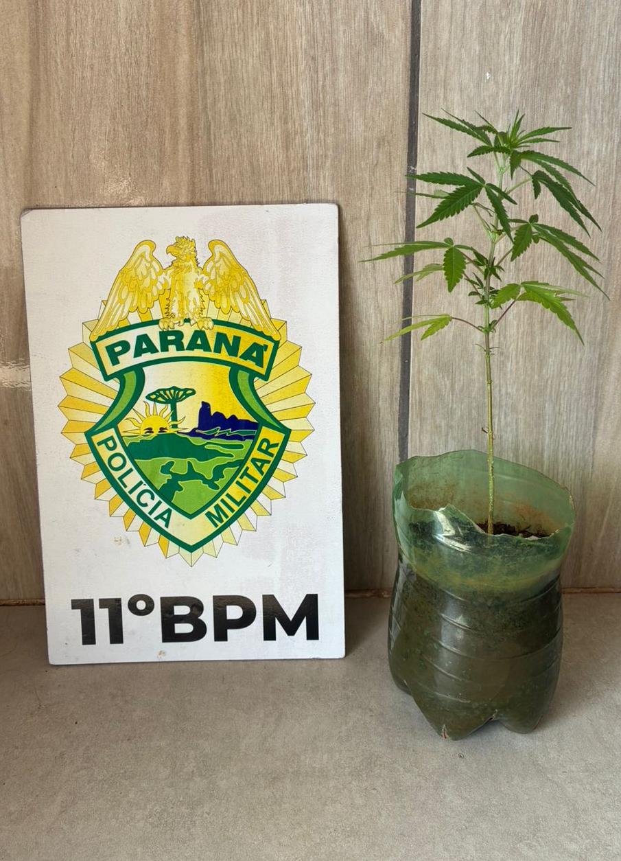 Polícia Militar apreende pé de maconha em residência após denúncia em Barbosa Ferraz