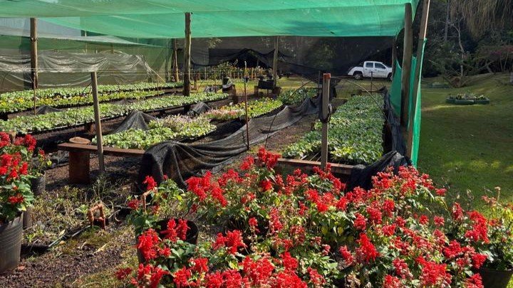 Viveiro Municipal mantém mais de 50 mil mudas e contribui para deixar Campo Mourão mais verde