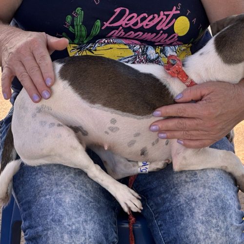 Castramóvel em Campo Mourão: inscrições para castração de cães e gatos serão realizadas neste sábado (8)