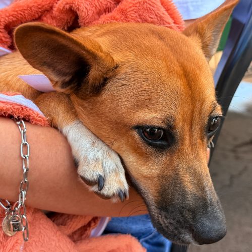 Últimos dias para inscrição no programa Castra + Paraná 2 em Campo Mourão