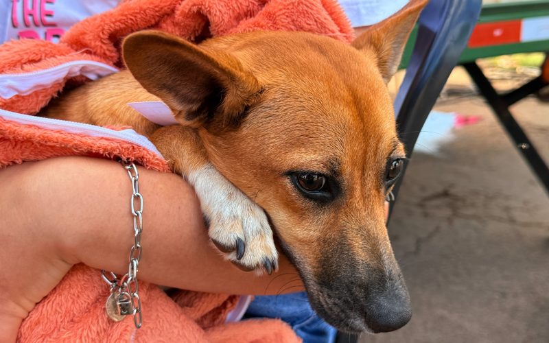 Últimos dias para inscrição no programa Castra + Paraná 2 em Campo Mourão