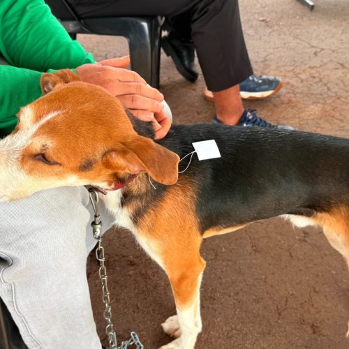 Castramóvel realiza inscrições para castração gratuita de cães e gatos neste sábado (29) em Campo Mourão