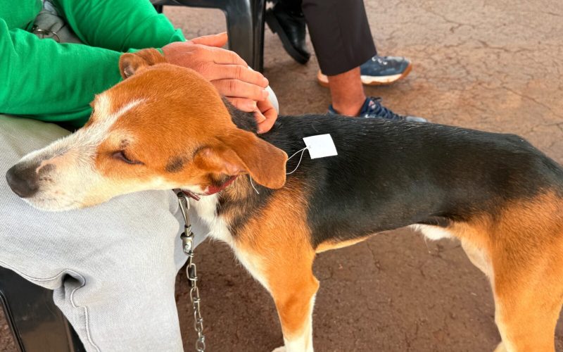 Castramóvel realiza inscrições para castração gratuita de cães e gatos neste sábado (29) em Campo Mourão