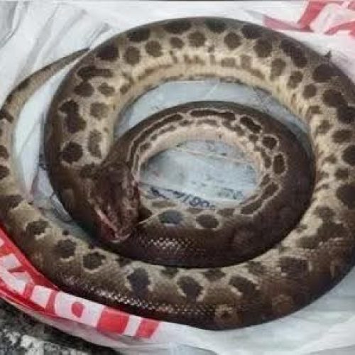 SUCURI MORRE APÓS LEVAR MORDIDA DE HOMEM