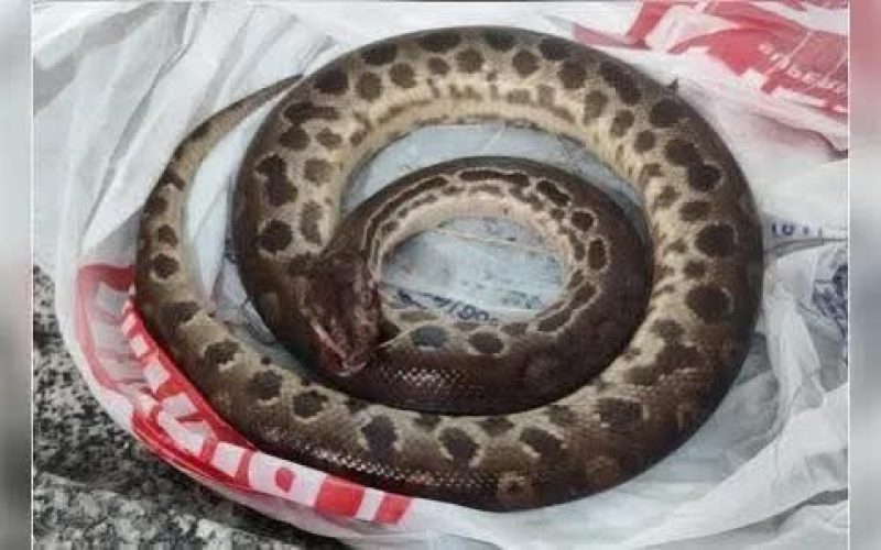 SUCURI MORRE APÓS LEVAR MORDIDA DE HOMEM