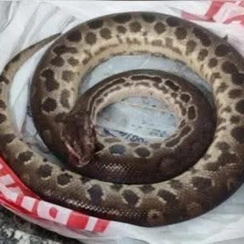 SUCURI MORRE APÓS LEVAR MORDIDA DE HOMEM