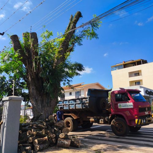 Poda e corte de árvores são intensificados para atender demanda e a legislação ambiental