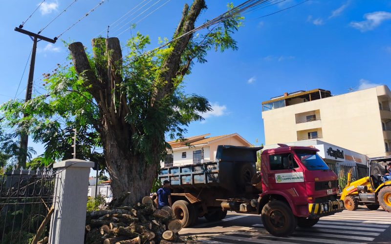 Poda e corte de árvores são intensificados para atender demanda e a legislação ambiental