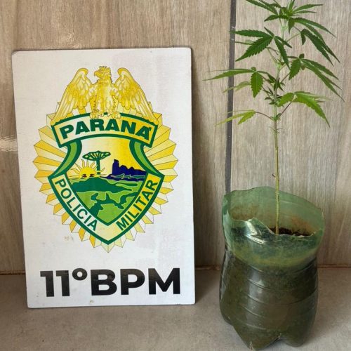 Polícia Militar apreende pé de maconha em residência após denúncia em Barbosa Ferraz