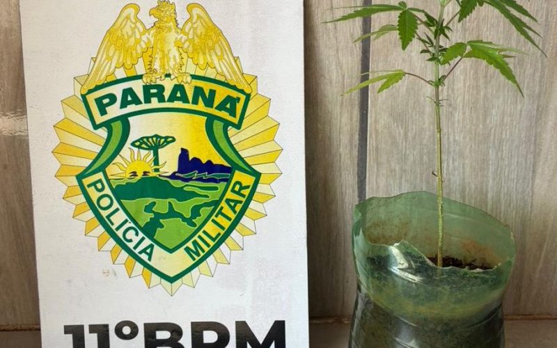 Polícia Militar apreende pé de maconha em residência após denúncia em Barbosa Ferraz