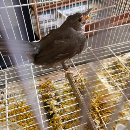 16ª Subdivisão Policial de Campo Mourão e ONG APAES realizam operação conjunta após denúncias ao Disque 181