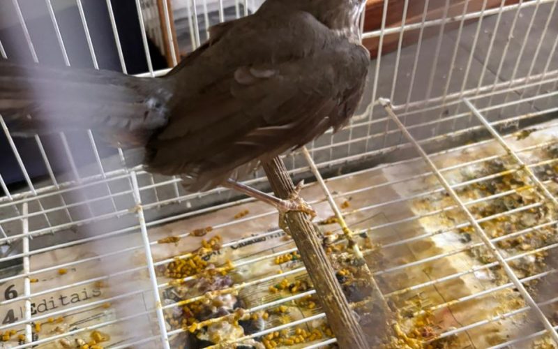 16ª Subdivisão Policial de Campo Mourão e ONG APAES realizam operação conjunta após denúncias ao Disque 181