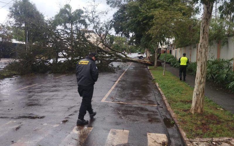 Temporal com fortes ventos causa estragos, queda de árvores e risco de falta de água em Campo Mourão