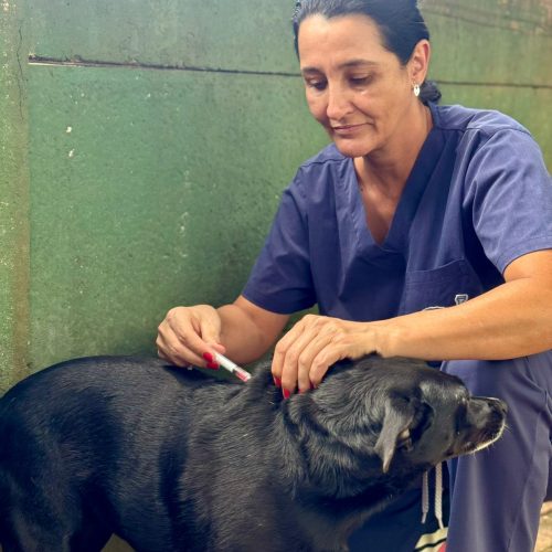 Vacinação regular garante saúde dos animais do Centro Transitório