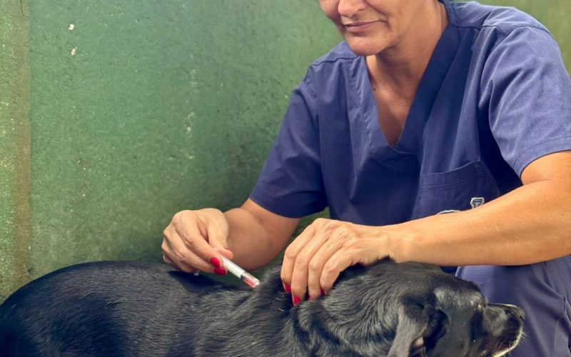 Vacinação regular garante saúde dos animais do Centro Transitório