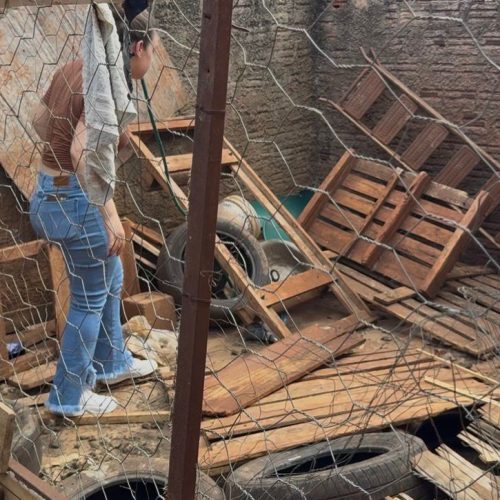 Denúncia de maus-tratos leva ao resgate de cães em situação de abandono em Campo Mourão