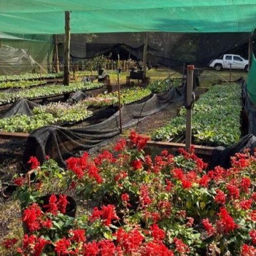 Viveiro Municipal mantém mais de 50 mil mudas e contribui para deixar Campo Mourão mais verde