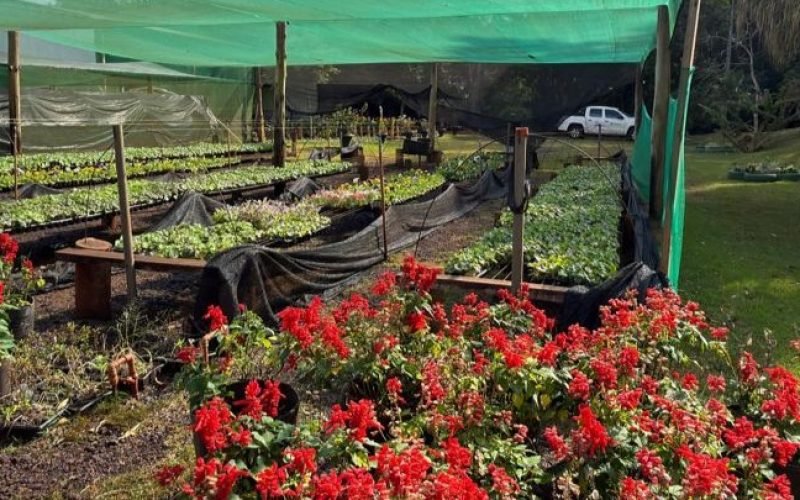 Viveiro Municipal mantém mais de 50 mil mudas e contribui para deixar Campo Mourão mais verde