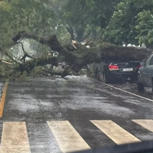 Queda de árvore atinge dois veículos no centro de Campo Mourão