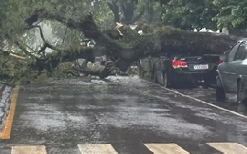 Queda de árvore atinge dois veículos no centro de Campo Mourão
