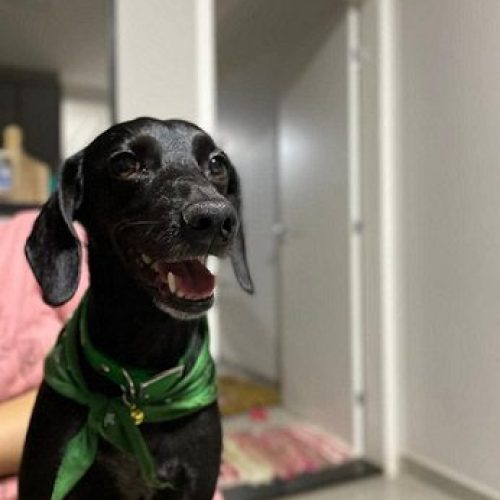 Alegria e Alívio: Cachorrinha Mel é encontrada 22 dias após acidente que matou seu tutor