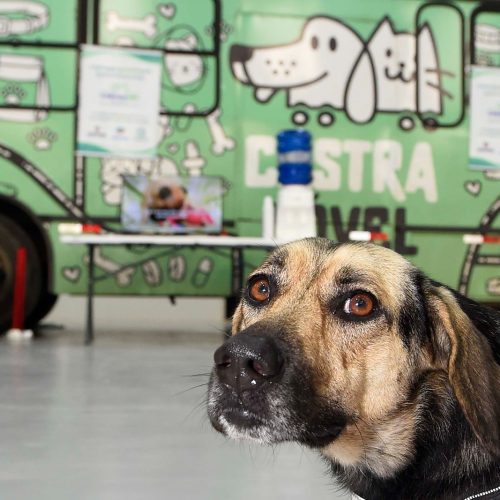 Programa Castra Mais Paraná abre inscrições para castração gratuita de cães e gatos em Campo Mourão