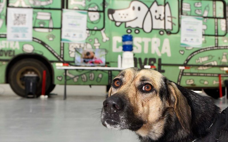 Programa Castra Mais Paraná abre inscrições para castração gratuita de cães e gatos em Campo Mourão